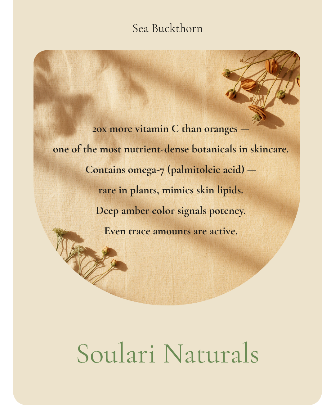 Sea Buckthorn: A Nutrient-Dense Oil | Soulari Naturals